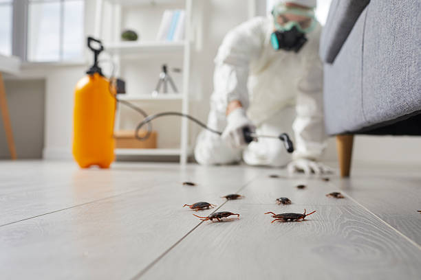 Post-Treatment Bed Bug Interceptor Monitoring in Durham